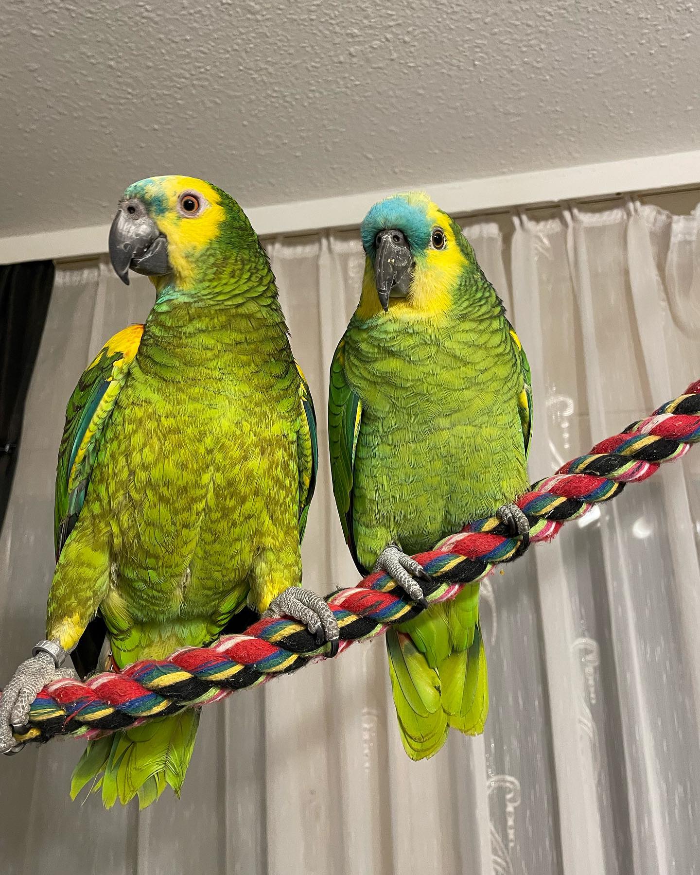 blue.fronted.amazon.parrots_274959131_278805991037319_5295008917885370732_n