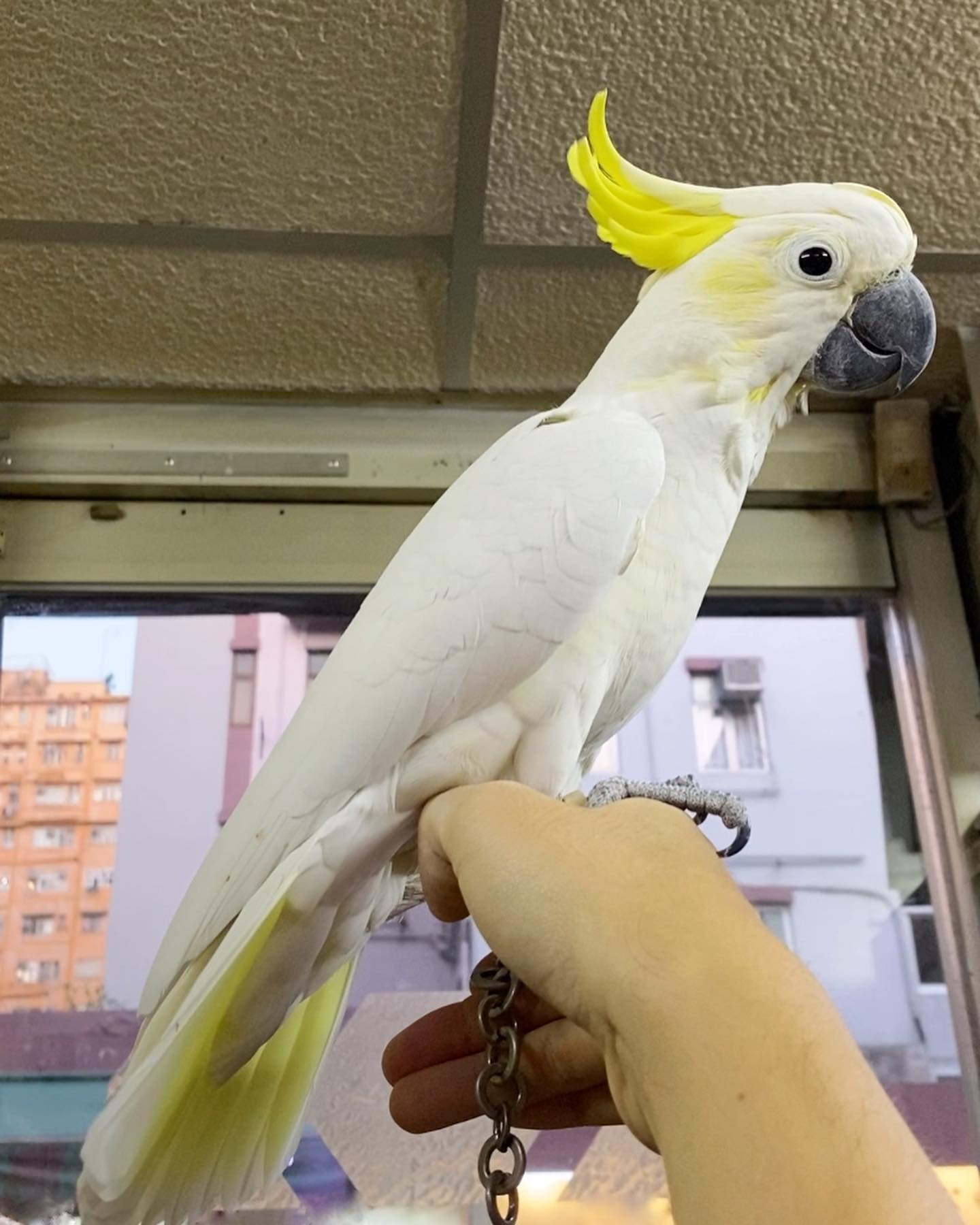 cockatoo