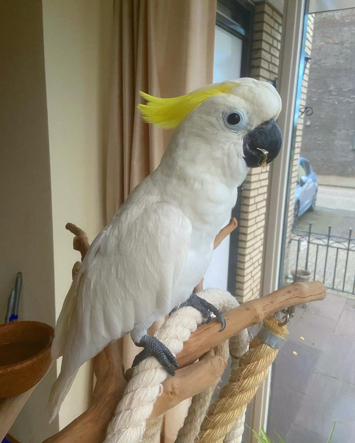 cockatoolucky