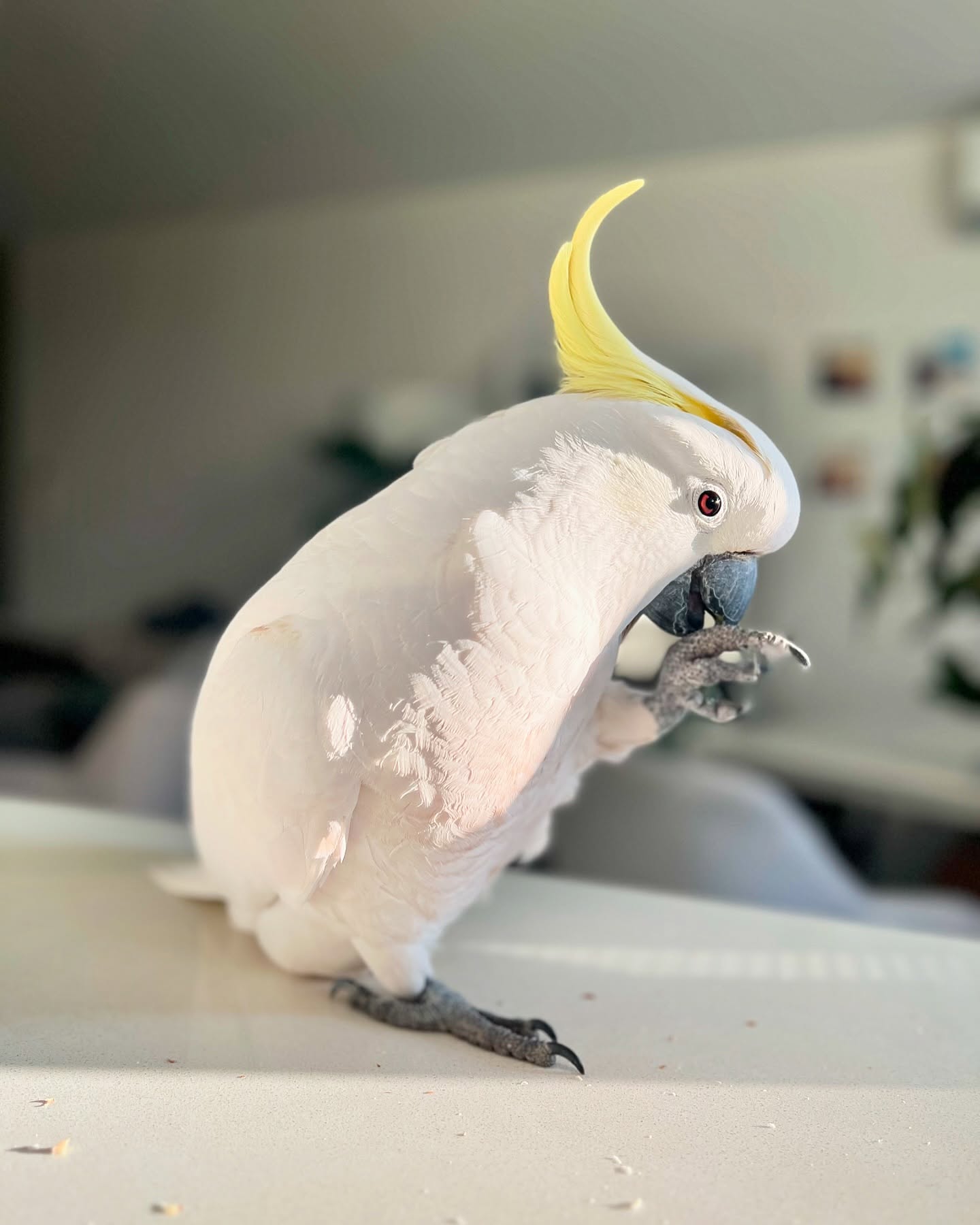 cockatoos_o_clock_1721392792_3415612763694183786_52367012647