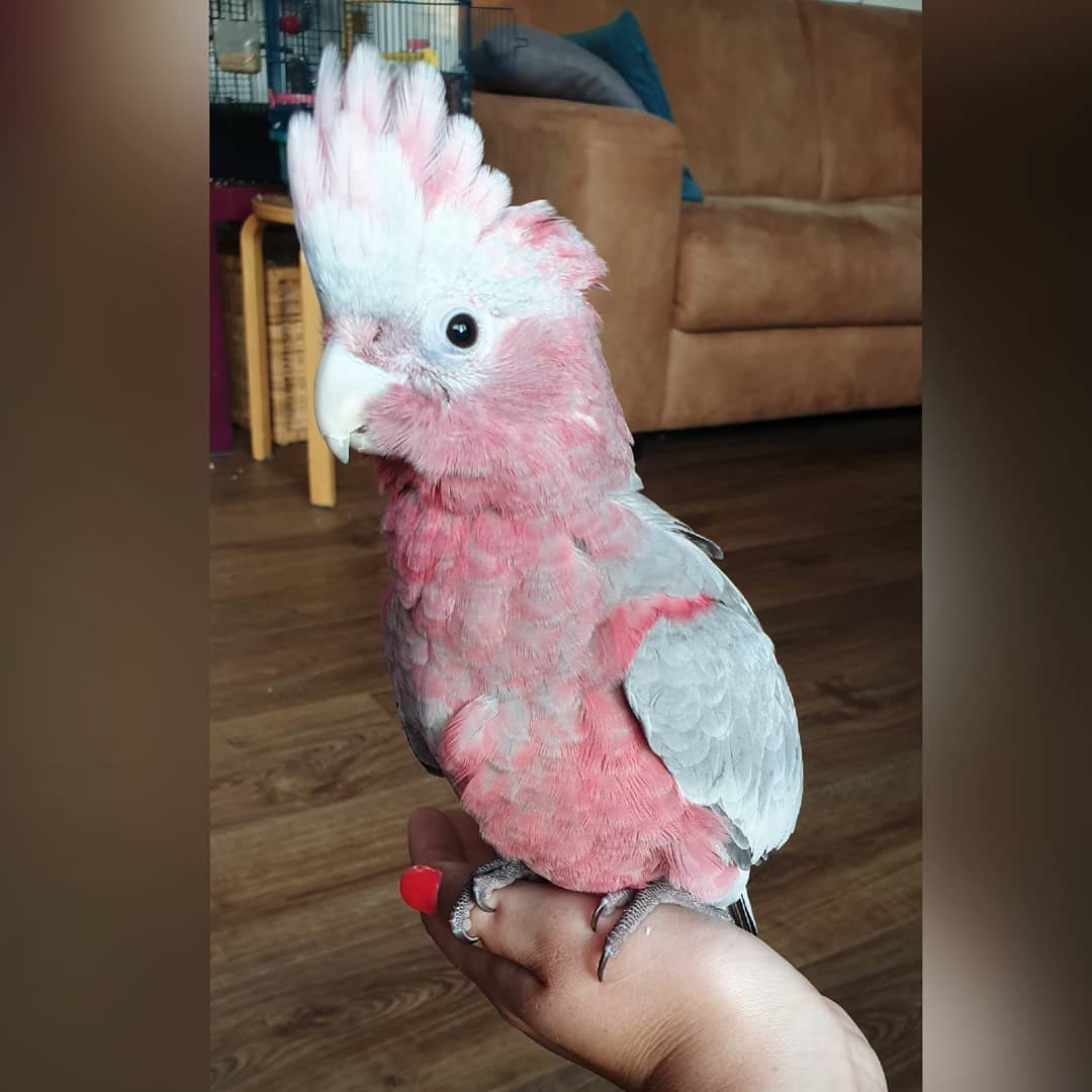 mingothe