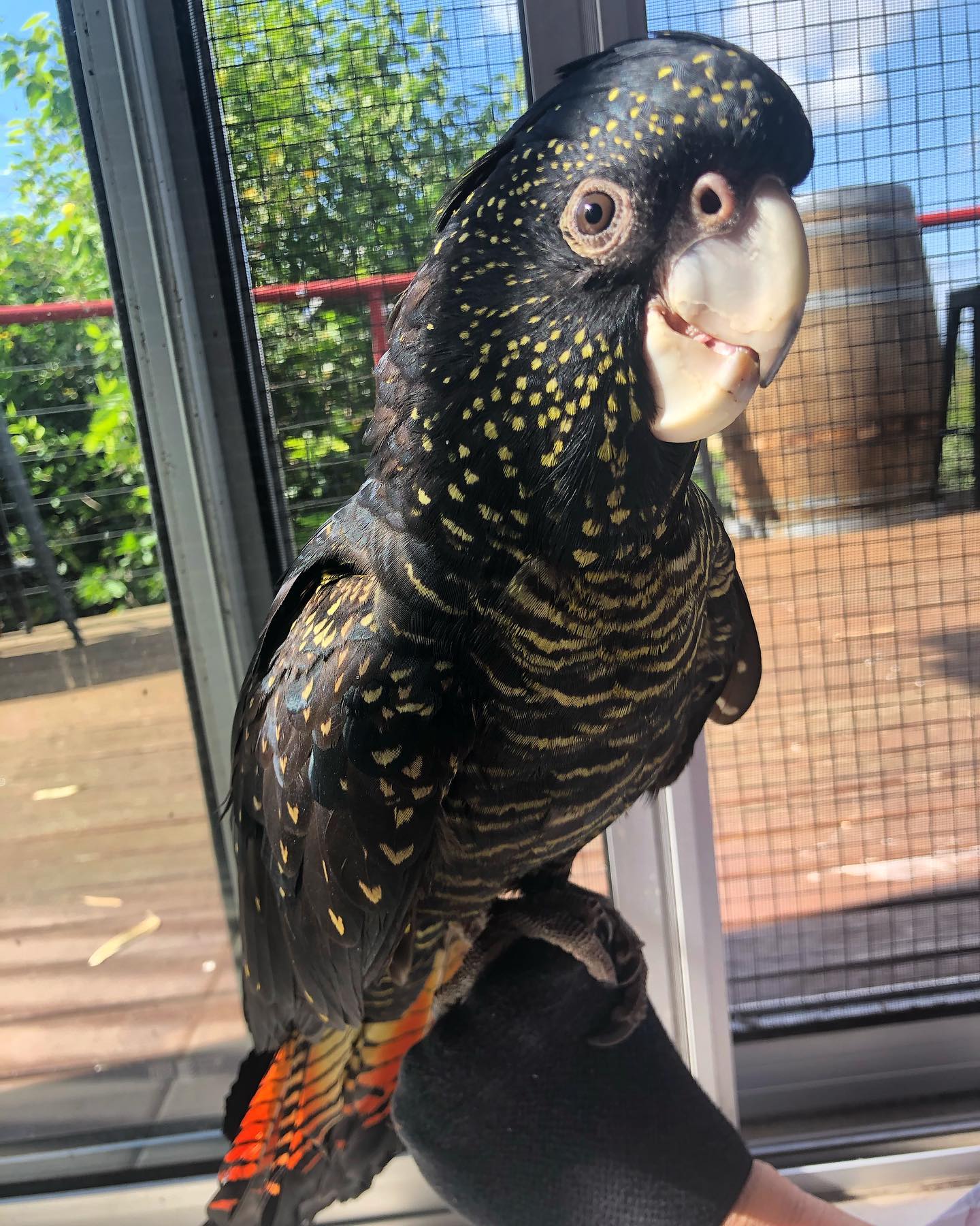 pollytheredtailedcockatoo_90218127_213799246498592_6672764426931455630_n