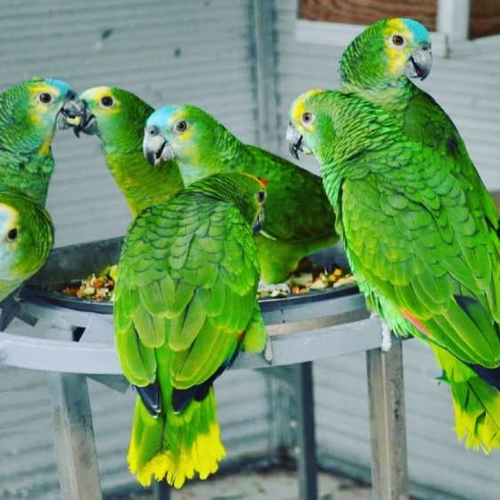 67074_3036231944802283077_49535